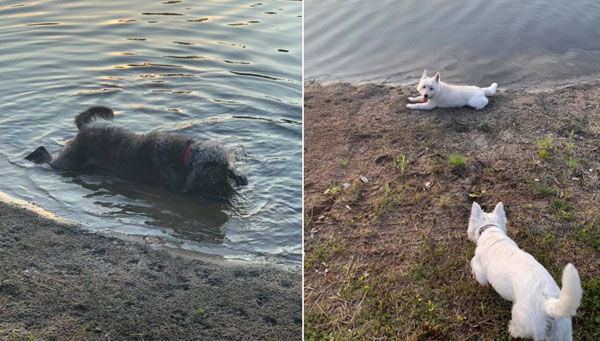 Dogs at risk in water with toxic algae